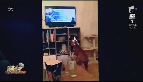 Smiley News. Gest bizar. Ce face un câinie când se uită la televizor