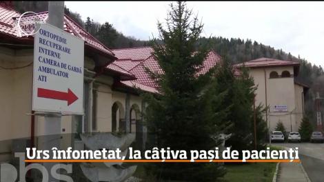 Un urs înfometat a intrat într-o clinică din Azuga, în timp ce în curte se aflau mai mulţi pacienţi şi angajaţi ai instituţiei
