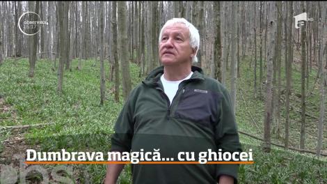 Într-un loc greu accesibil din zona Sarmizegetusa Regia se află un loc de basm: Dumbrava Ghioceilor