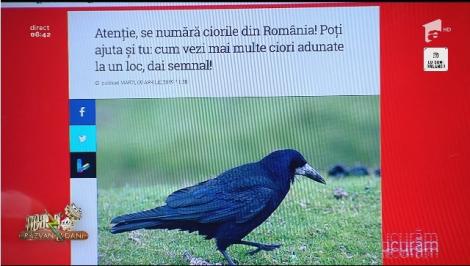Smiley News. Se numără ciorile din România! Cum are loc recensământul