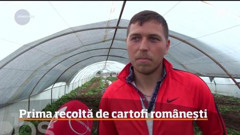 Prima recoltă de cartofi româneşti