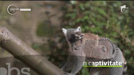 Şase exemplare rare de lemurieni s-au născut la o grădină zoologică de la începutul anului