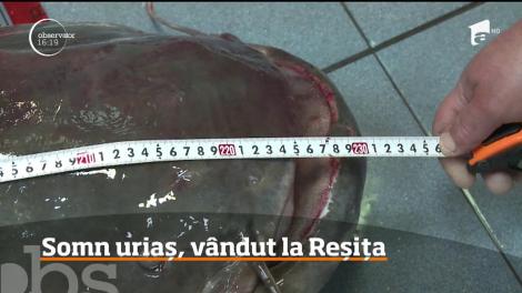 Somn de 107 kilograme, vândul la Reșița