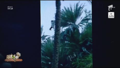 Așa ceva n-ai mai văzut! Cum coboară capra din copac - Video