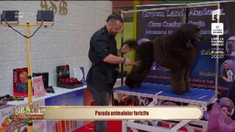 PetExpo, târg dedicat animalelor! Ilie Pană, organizator: Vrem să le răsfățăm cu primul parc de distracții dedicat lor