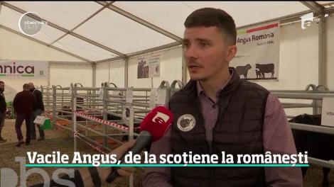 Tot mai mulţi fermieri din România mizează pe văcuţele Black Angus