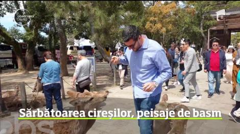 Peisaje de basm la sărbătoarea cireşilor din Japonia