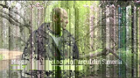 Magnoliile, spectacol de mireseme şi culoase &icirc;n Parcul din Simeria