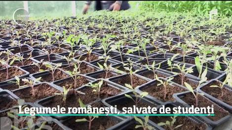 Soiurile de legume româneşti sunt ţinute în viaţă  la Universitatea de Ştiinţe Agricole şi Medicină Veterinară din Cluj