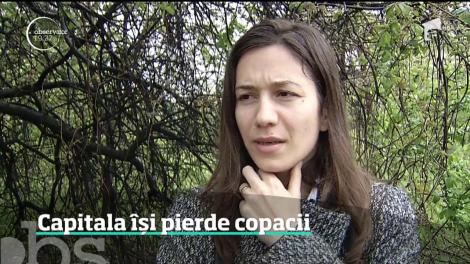 Capitala riscă să rămână fără arbori! Toaletarea copacilor se face haotic