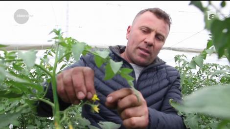 Legume tratate cu insecte, în loc de pesticide. Într-o seră din Buzău bondarii, păianjenii şi viespiile au grijă de recolta proprietarului