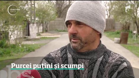 Purcei puțini și scumpi. Preţurile s-au dublat faţă de anul trecut