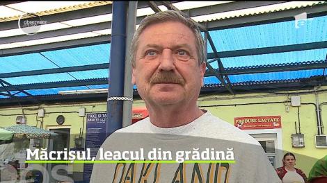 Supele sau salatele cu frunze de măcriş sunt preparatele perfecte, în perioada de post