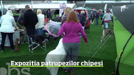 În Satu Mare, sute de câini de rasă au defilat prin faţa specialiştilor