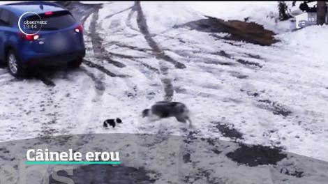 Chihuahua la un pas să fie călcat de o maşină, salvat  într-un mod spectaculos de un câine mai mare