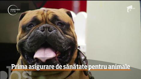 A fost lansată prima asigurare de sănătate pentru animale