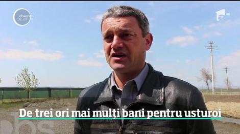 Ministerul Agriculturii, subventii de trei ori mai mari pentru fermierii care cultivă usturoi