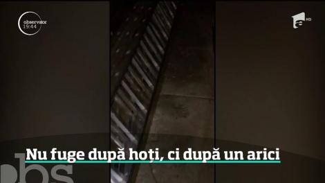 Misiune neobişnuită. Arici rătăcit, ghidat de un jandarm din Botoşani