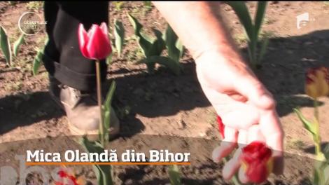 Mica Olandă din Bihor. Un fost preot a plantat 80 de mii de lalele