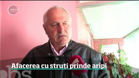Afacerile cu struţi prind aripi. Fermierii care au pariat pe aceste păsări ies în câştig