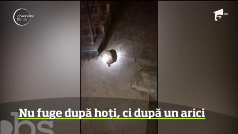 Un jandarm din Botoşani a ajutat un arici rătăcit la Palatul de Justiţie