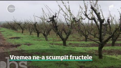Vremea rece a afectat pomii fructiferi din România