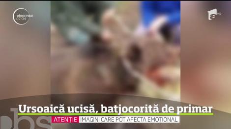 Scene revoltătoare într-o comună din Buzău. Primarul localităţii s-a filmat în timp ce îşi bătea joc de cadavrul unei ursoaice