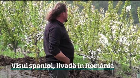 Visul spaniol, livadă în România. După zece ani de muncă în Spania, o familie din Alba culege acum roadele