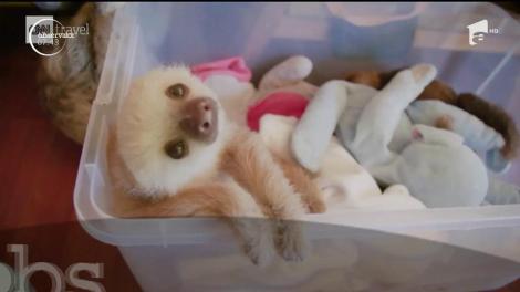 Refugiul spectaculos al leneșilor din Costa Rica