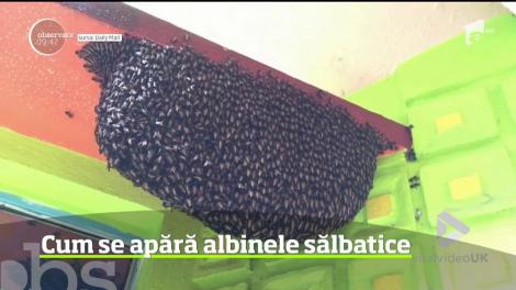 Cum se apără albinele sălbaice. Imaginile au devenit virale pe internet