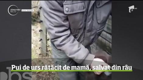 Pui de urs rătăcit de mamă, salvat din râu, în judeţul Bacău