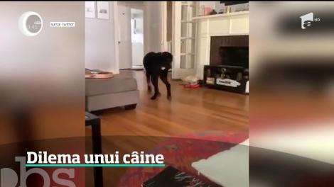 Dilema unui câine. Patrupedul este filmat de stăpână chiar în momentul în care reuşeşte să îşi prindă coada