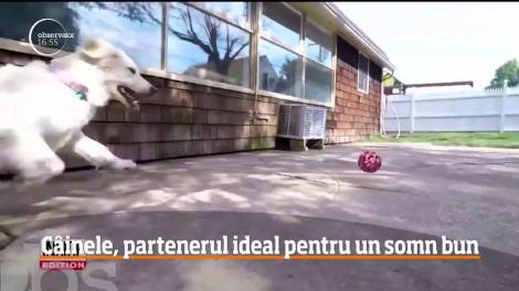 Femeile preferă să doarmă în pat cu câinele, decât cu partenerul de viaţă