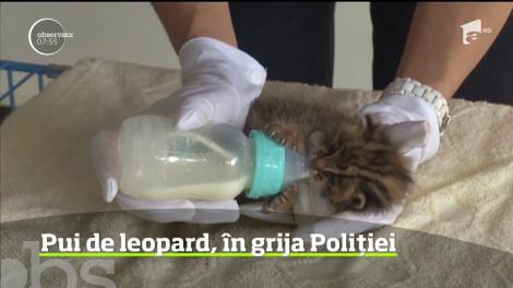 Doi pui de pisică-leopard, o specie sălbatică rară din sud-vestul Chinei, au fost salvaţi de un elev care i-a descoperit în timp ce se juca în pădure