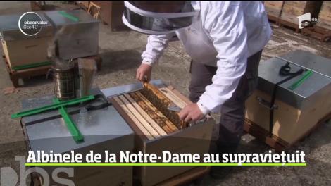Tragedia care a lovit unul dintre cele mai importante monumente ale Parisului a scos la lumină şi locatari mai puţini cunoscuţi ai catedralei Notre-Dame