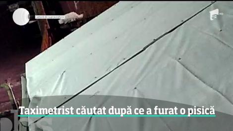 Un taximetrist a devenit vedetă pe internet, după ce a fost filmat în timp ce fură o pisică dintr-o curte din Bacău