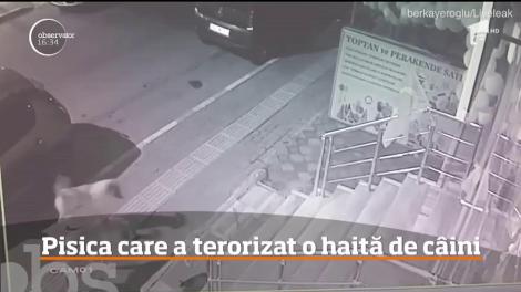 O pisică maidaneză din Turcia a pus pe fugă o haită de câini