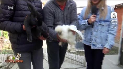 De Paște, nu doar iepurașul aduce cadouri: Găinile din rasa Mătase Japoneză au blănița la fel de fină