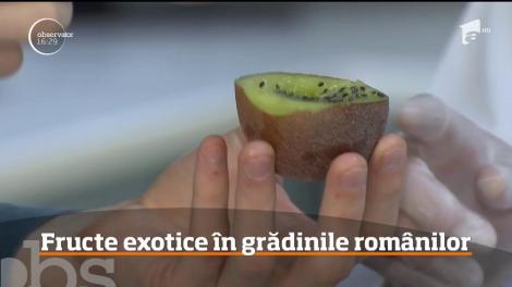 Fructe exotice în grădinile românilor