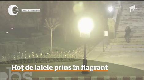 Un bărbat din Iaşi s-a ales cu dosar penal, după ce a rupt absolut toate lalelele dintr-un parc