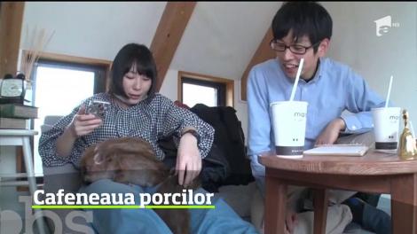 Într-o perioadă în care cafenelele cu animale devin tot mai populare, un local din Tokio şi-a deschis porţile pentru iubitorii de porci