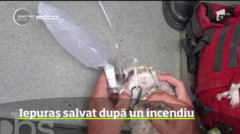 Iepuraș salvat după un incendiu