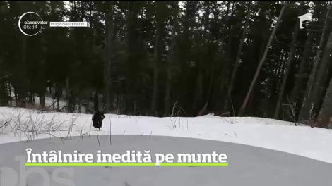 Întâlnire pe cât de neaşteptată, pe atât de spectaculoasă în Masivul Ceahlău. Un turist a dat nas în nas cu un cocoş de munte
