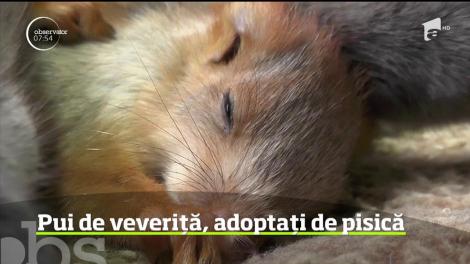 O pisică a adoptat patru veveriţe orfane găsite în urmă cu câteva săptămâni de localnici