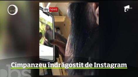 Un cimpanzeu foloseşte aplicaţia Instagram pe un telefon inteligen