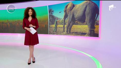 Prinţul Harry a realizat un întreg album foto în sălbăticiile Africii