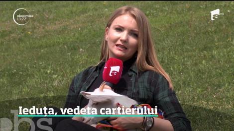 Un pui de capră a devenit vedetă pe internet, dar şi în viaţa reală, într-un cartier din Bucureşti