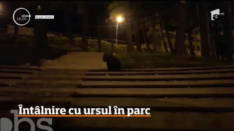 Întâlnire cu ursul în parc. S-a întâmplat în Buşteni