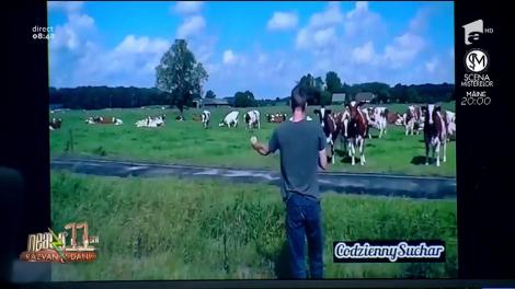Atenție, muuuu...zică! Un bărbat s-a apucat să cânte vacilor pe limba lor și a trăit o surpriză uriașă! Ce s-a întâmplat (VIDEO)