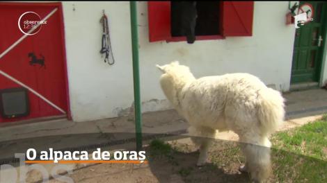 Cum se &icirc;ngrijește o alpaca de oraș